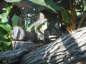 About 18 inches long (the tail doesn't show) the iguana is distinguished by green spiky looking growth along the spine and a beard-like growth below the head.
