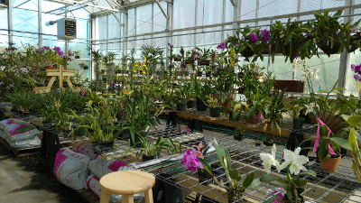 A large greenhouse houses banks of hanging orchid plants with many flowers in different colors