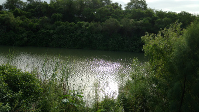 In Brownsville, both banks of the river are covered with thick green vegetation.  The river itself is placid, with small ripples.