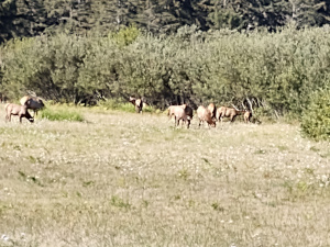 A heard of eight or more elk, including bulls, on a sandy brown pasture with trees in the background.