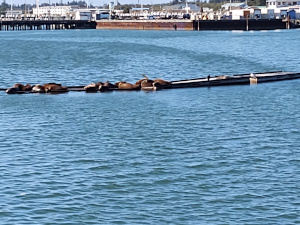 About 8 harbor seals are stretched out along a semi-submerged floating dock with the commercial harbor improvements in Crescent City in the background