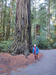 Elsa is wearing brown pants and a red top, covered by her warm blue winter coat.  She stands on a gravel road next to the base of an enormous redwood, which is wider than she is tall.  Only the bottom 20 feet of the tree is visible in the photograph and the diameter still exceeds her height at the top of the picture.