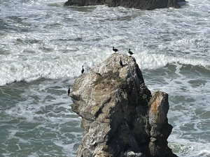 Five black cormorants are perched atop a rock which rises ten or fifteen feet above the ocean, worked into a froth by wave action against the rough coast.