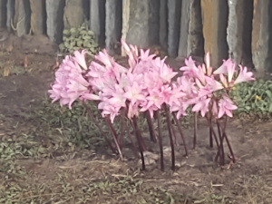 These wildflowers are seen as some 15 stalks emerging directly from the brown earth and topped with fist-sized pink flowers with many narrow petals.