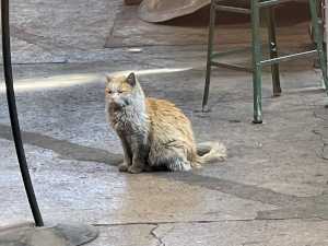 Part tabby and part persian, colored orange brown and grey, the cat sits at attention on the shop floor, eyes half closed, clearly the creature in charge.